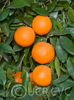 Spring Navel Orange Budwood citrus plant material online shopping