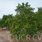 Leng Navel Orange Budwood citrus plant material online shopping