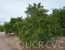 Leng Navel Orange Budwood citrus plant material online shopping
