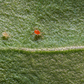 Spidex Vital Predatory Mite