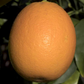 Jincheng Sweet Orange Budwood citrus plant material online shopping
