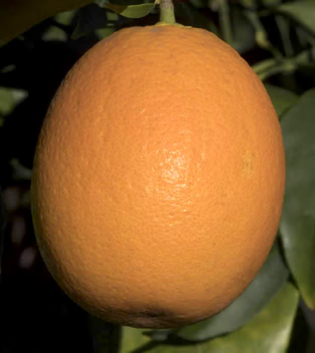 Jincheng Sweet Orange Budwood citrus plant material online shopping