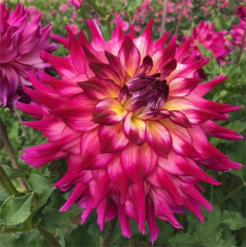 Spoiled Rotten Dahlia