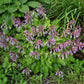 Raspberry Sorbet Hosta Plants online shopping