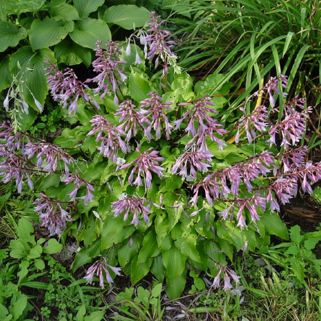Raspberry Sorbet Hosta Plants online shopping