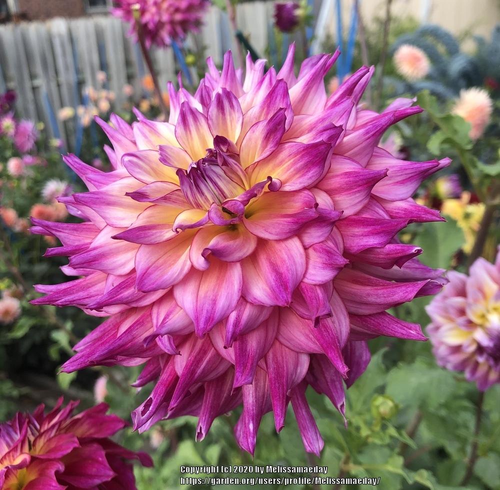 Spoiled Rotten Dahlia