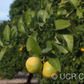 Citrus Excelsa Papeda Budwood citrus plant material online shopping