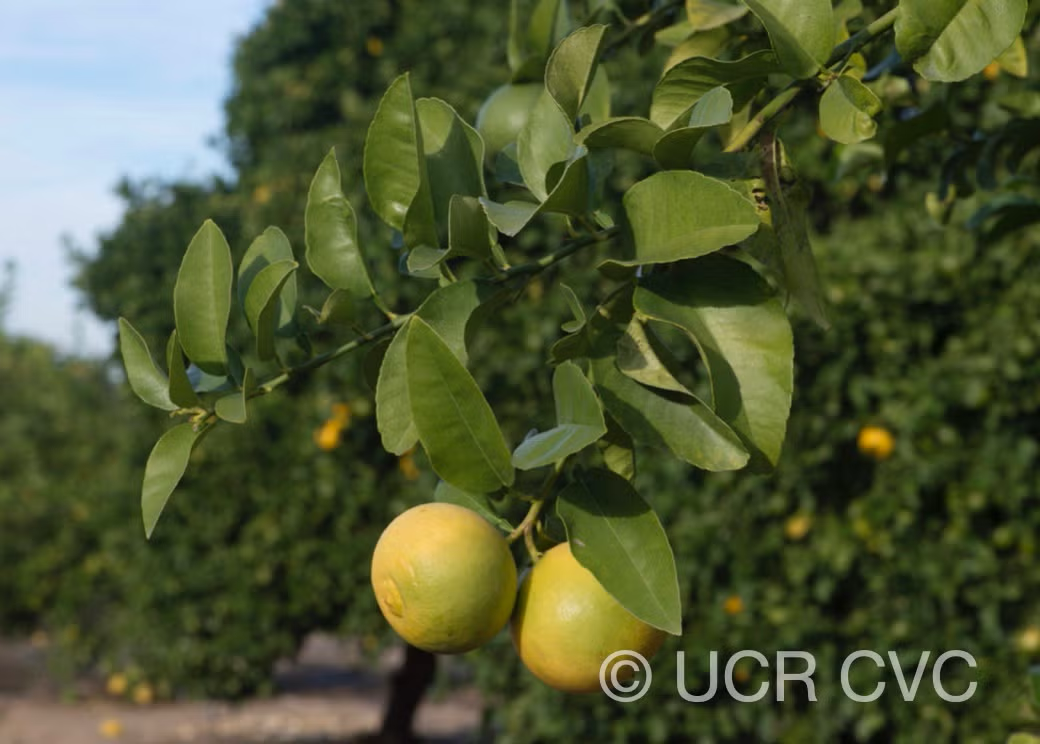 Citrus Excelsa Papeda Budwood citrus plant material online shopping