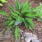 Urchin Hosta Plants online shopping