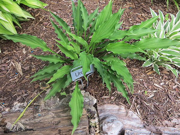 Urchin Hosta Plants online shopping