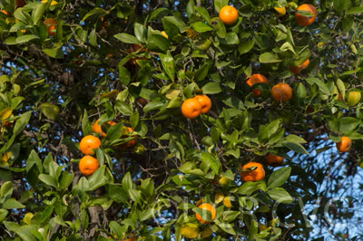 Cleopatra Mandarin Seed citrus plant material online shopping