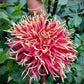 Show N Tell Dahlia