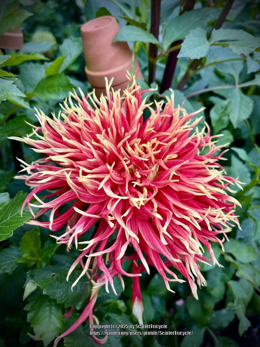 Show N Tell Dahlia