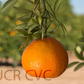 USDA 6-15-150 Mandarin Budwood citrus plant material online shopping