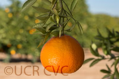 USDA 6-15-150 Mandarin Budwood citrus plant material online shopping