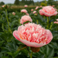 Paeonia Lactiflora Etched Salmon