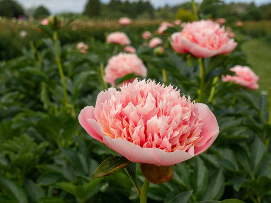 Paeonia Lactiflora Etched Salmon