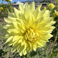 Harvest Moonlight Dahlia