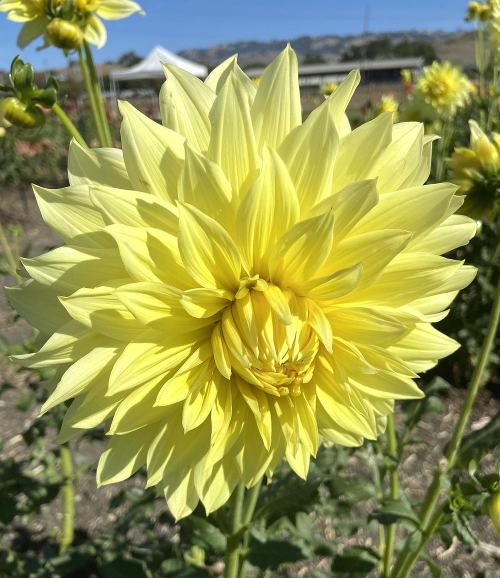 Harvest Moonlight Dahlia