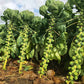 Silvia F1 Brussels Sprout