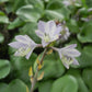 Reflections Hosta Plants online shopping