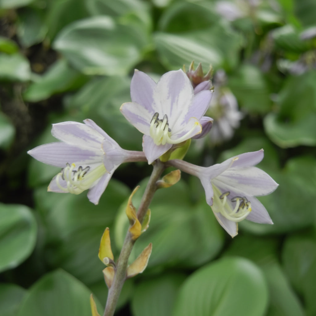 Reflections Hosta Plants online shopping