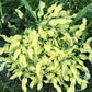 Ripple Effect Hosta Plants online shopping