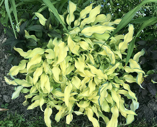 Ripple Effect Hosta Plants online shopping