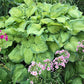 Old Glory Hosta Plants online shopping