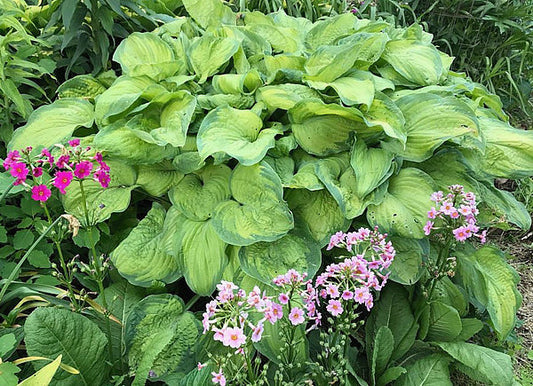 Old Glory Hosta Plants online shopping
