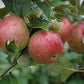 Sweet Sixteen Apple Tree