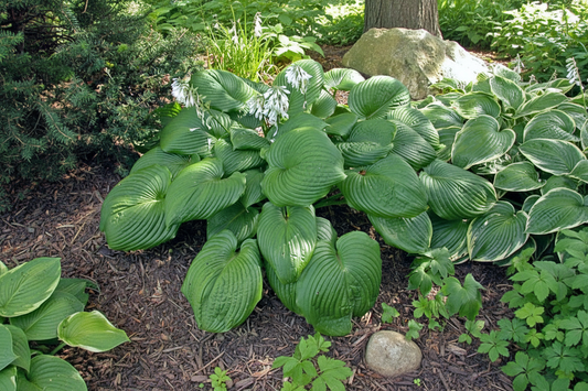 Behemoth Hosta Plants online shopping