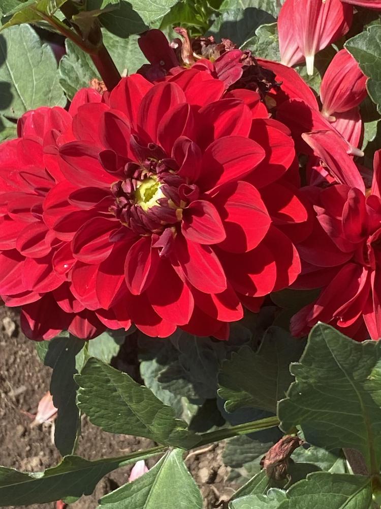 Vixen Dahlia Plants online shopping
