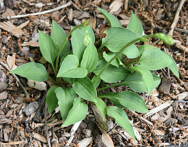 Green Guppy Hosta
