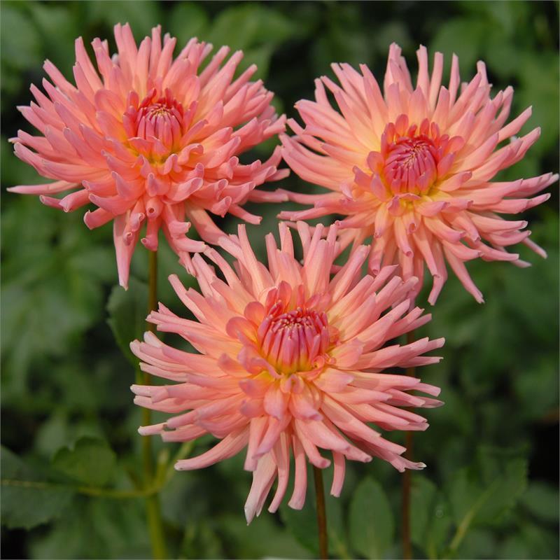 Heather Marie Dahlia