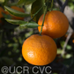 King Tangor Mandarin Budwood citrus plant material online shopping