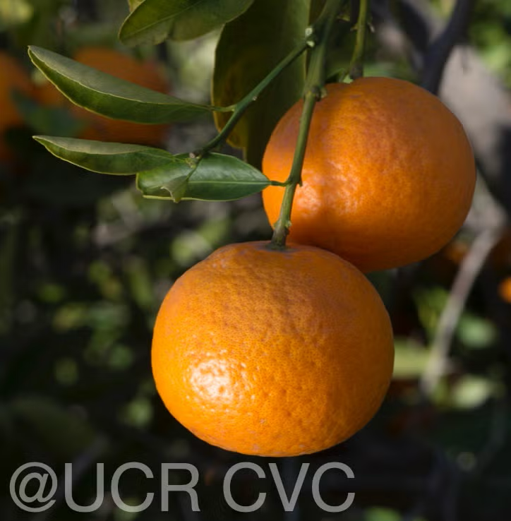 King Tangor Mandarin Budwood citrus plant material online shopping