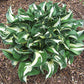 Mellow Mood Hosta Plants online shopping