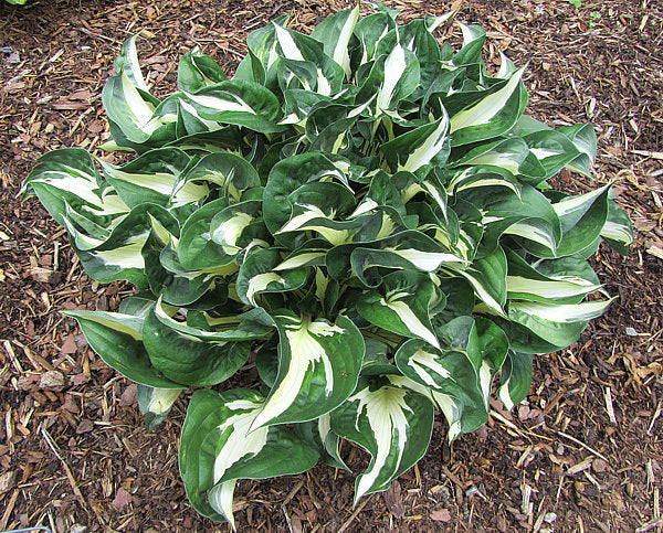 Mellow Mood Hosta Plants online shopping