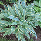 Kinky Boots Hosta Plants online shopping
