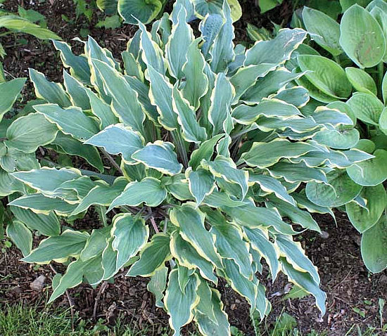Kinky Boots Hosta Plants online shopping