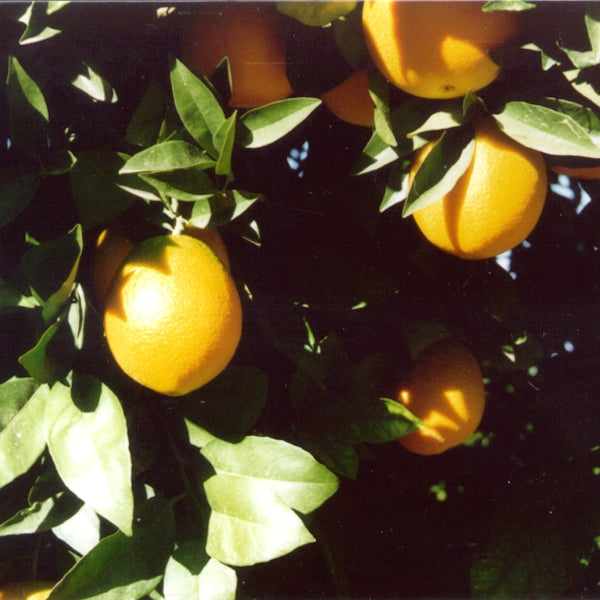 Rio Grande Navel Orange Budwood citrus plant material online shopping