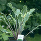 Kinky Boots Hosta Plants online shopping