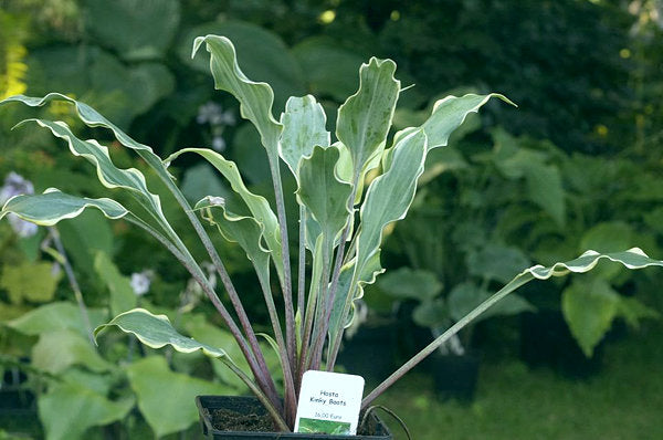 Kinky Boots Hosta Plants online shopping