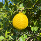 Macrophylla Seed citrus plant material online shopping