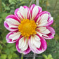 Bumble Rumble Dahlia Plants online shopping