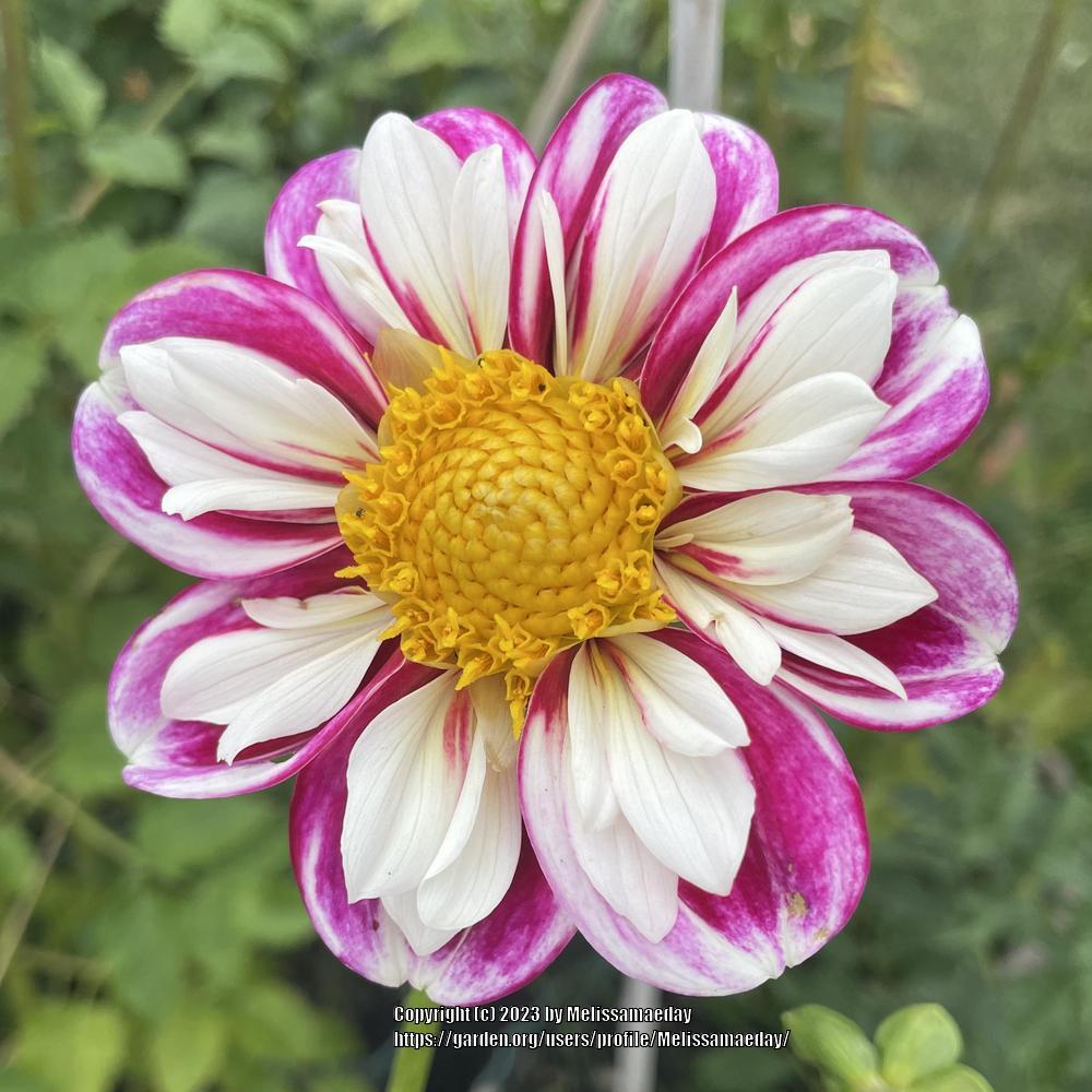 Bumble Rumble Dahlia Plants online shopping