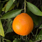Fairchild Mandarin Budwood citrus plant material online shopping