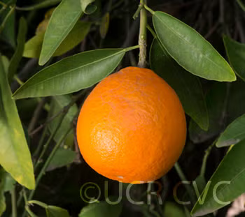 Fairchild Mandarin Budwood citrus plant material online shopping