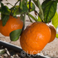 King Tangor Mandarin Budwood citrus plant material online shopping